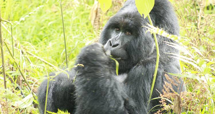 Safari de 3 días de por vida para rastrear gorilas en Uganda - Kenlink Tours And Travel 3