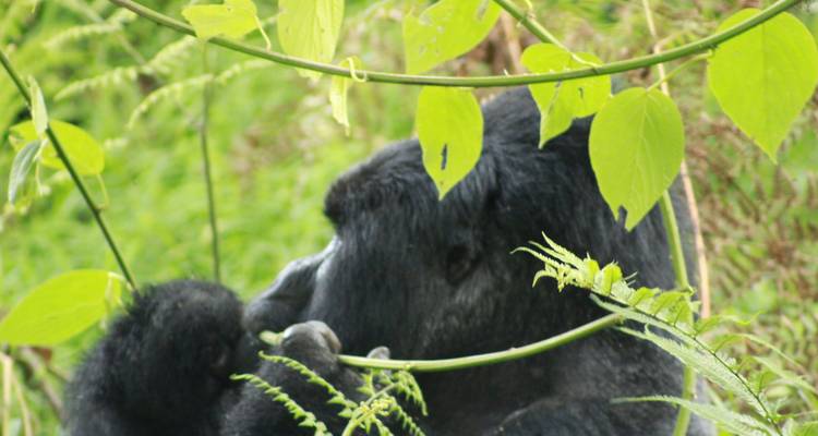 Safari de 3 días de por vida para rastrear gorilas en Uganda - Kenlink Tours And Travel 4