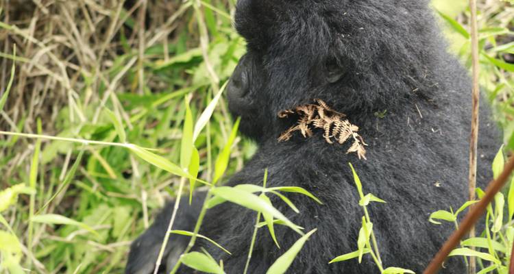 Safari de 3 días de por vida para rastrear gorilas en Uganda - Kenlink Tours And Travel 6