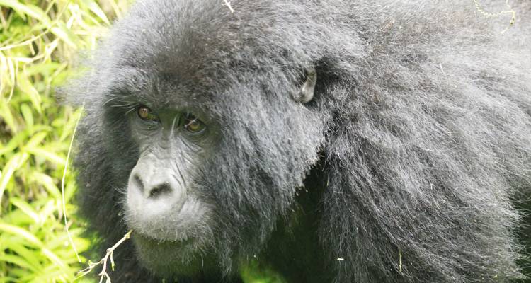 Safari de 3 días de por vida para rastrear gorilas en Uganda - Kenlink Tours And Travel 7