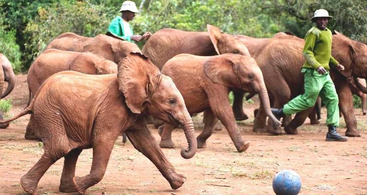 Circuito de medio día al orfanato de elefantes David Sheldrick en Nairobi - Gracepatt Ecotours Kenya 1