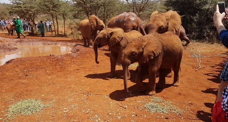 Circuito de medio día al orfanato de elefantes David Sheldrick en Nairobi - Gracepatt Ecotours Kenya 2