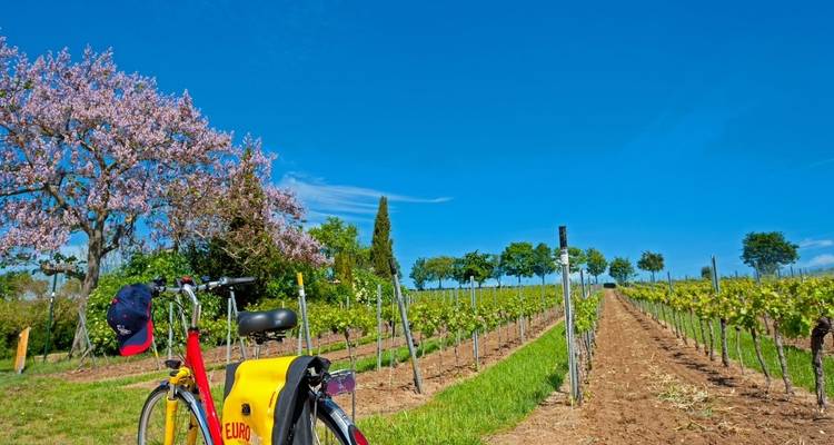 Visita a las bodegas del Rin - Eurobike 6