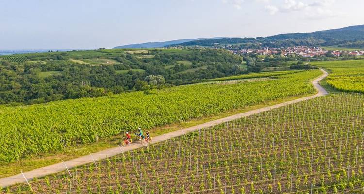 Visita a las bodegas del Rin - Eurobike 7