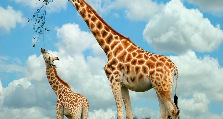 Erwachsene und junge Giraffe greifen nach Ästen vor bewölktem Himmel.