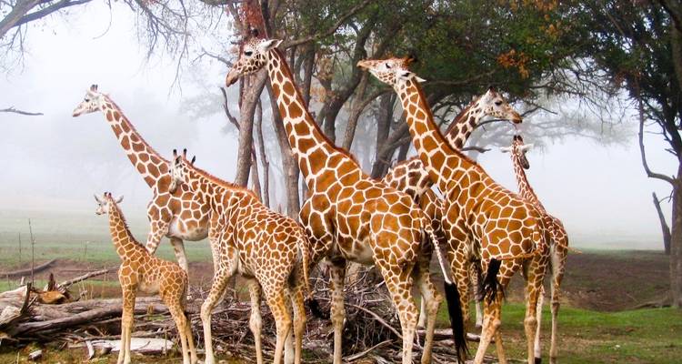 Gruppe von Giraffen, die zusammen unter Bäumen im Nebel stehen.