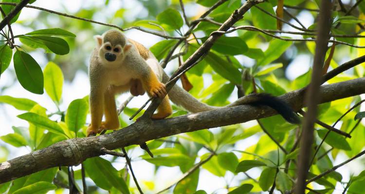 Singe-écureuil sur une branche d'arbre entouré de feuillage.
