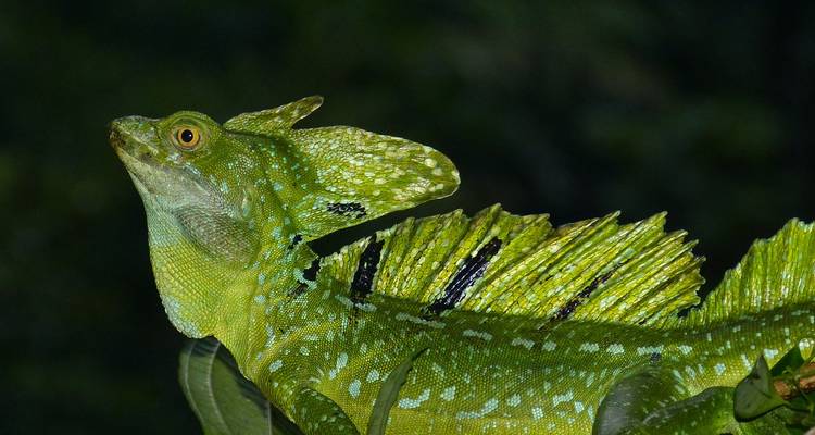 Gros plan d'un lézard basilic vert dans le feuillage.
