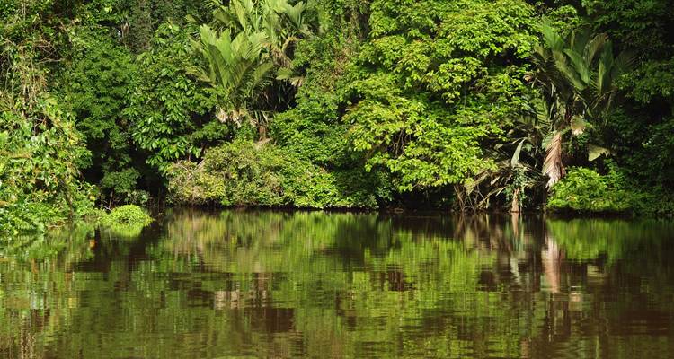 Rivière luxuriante de jungle reflétant un épais feuillage vert.