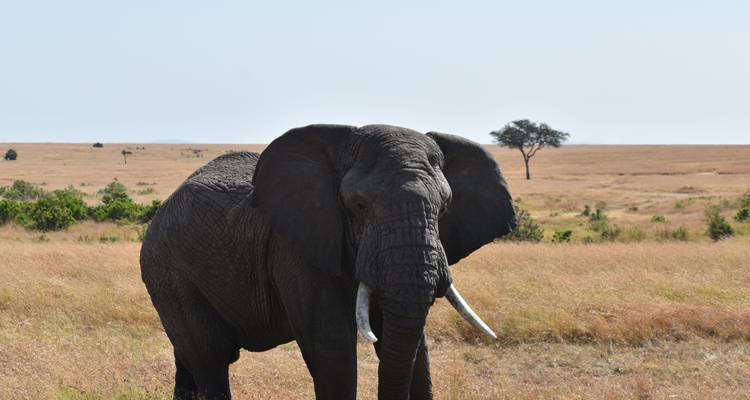 Elefant steht auf offenem Feld unter klarem Himmel.