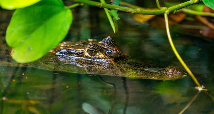 Caiman partially submerged in water with surrounding greenery.