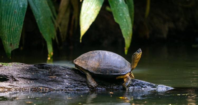 Turtle on a log in a river with tropical plants.
