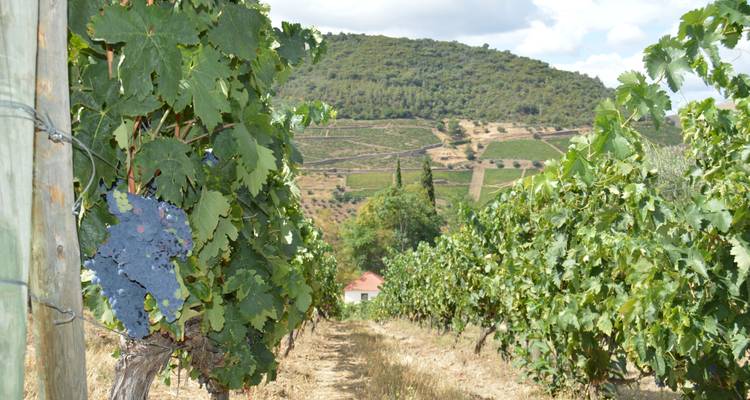 7-Day Small-Group Portugal Tours with Douro Valley - EcoTrilha Portugal Tours 7