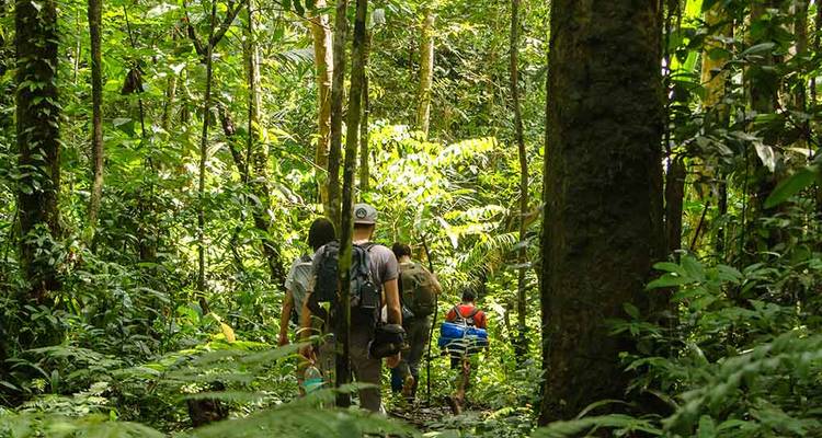 Rucksacktouristen wandern in einer Reihe durch den dichten grünen Regenwald des Amazonas in der Nähe von Manaus.