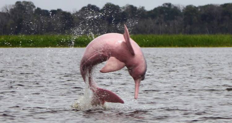 Ein seltener rosa Flussdelfin springt aus dem Amazonas-Fluss heraus, während Wassertropfen um ihn herum fliegen.