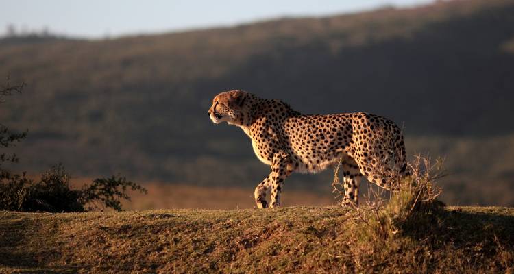 Magnifique Afrique du Sud - Wingbuddy 4