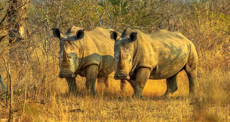Magnifique Afrique du Sud - Wingbuddy 7
