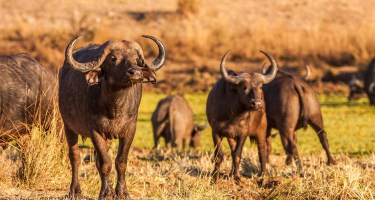 Magnifique Afrique du Sud - Wingbuddy 9