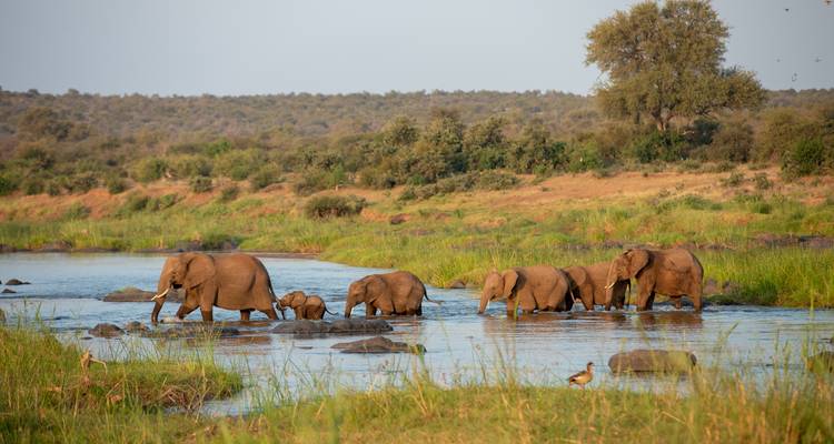 Magnifique Afrique du Sud - Wingbuddy 1