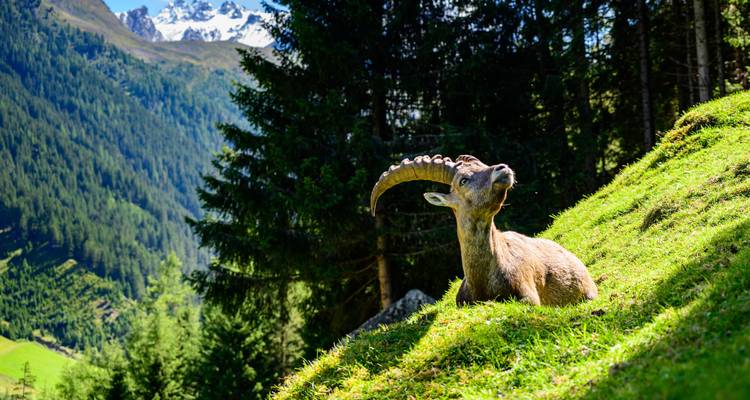Le trek Ötzi - traversée des Alpes avec nuit en refuge (8 jours) - ASI Reisen 9