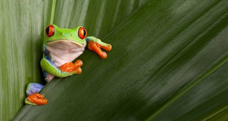 Costa Rica: A World of Nature featuring Tortuguero National Park, Arenal Volcano & Manuel Antonio National Park (2025) - Collette 2