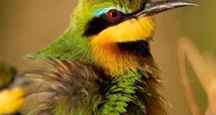 Close-up of a colorful bird with vibrant plumage.