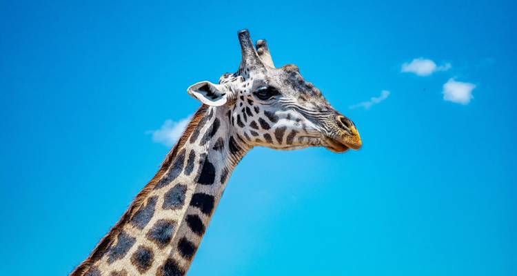 Kenya Maasai Mara BIG 5 Safari 7 jours**Approche durable du voyage - World Adventure Tours 7