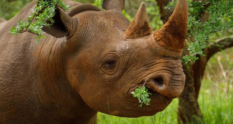 Kenya Maasai Mara BIG 5 Safari 7 jours**Approche durable du voyage - World Adventure Tours 1