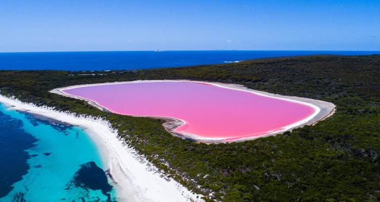 Vue aérienne du lac Hillier rose vif contrastant avec l'océan bleu et la forêt verte