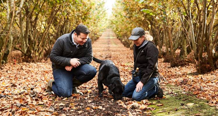 Couple et chien en quête de truffes parmi les arbres d'automne aux feuilles tombées