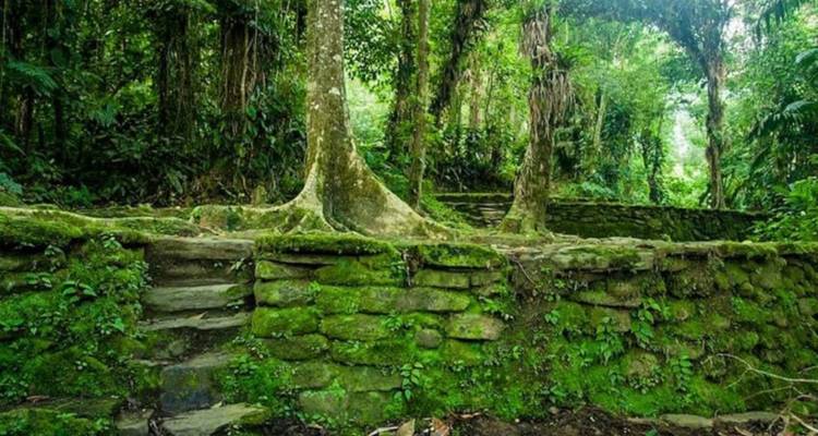 Antiguas estructuras de piedra sumergidas en un bosque denso y exuberante.