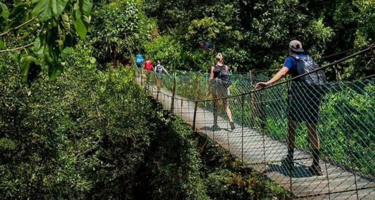 Grupo de excursionistas cruzando un puente colgante sobre un bosque denso.