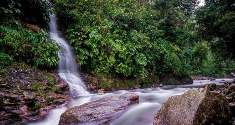 Pequeña cascada que fluye a través de un entorno rocoso del bosque con vegetación verde brillante.