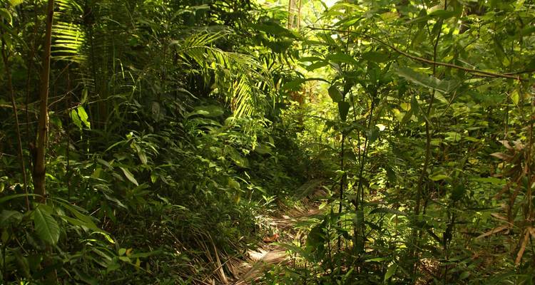 Jungla densa con luz solar filtrándose a través de las hojas, creando luz moteada.