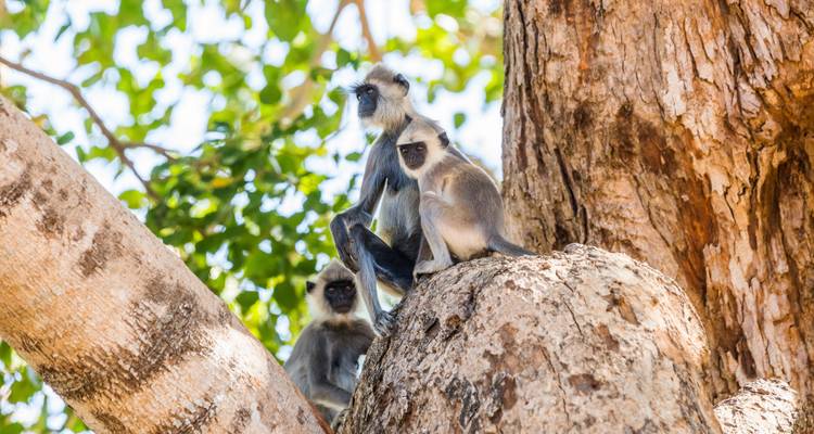 Soirée privée au Sri Lanka avec baignade à Kalutara ou aux Maldives (vol inclus) - Indochina Travels 1