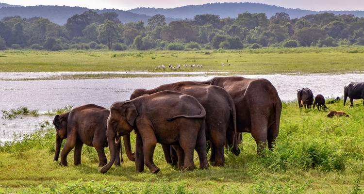 Soirée privée au Sri Lanka avec baignade à Kalutara ou aux Maldives (vol inclus) - Indochina Travels 3