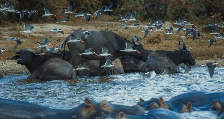 8 días por los mejores lugares de Uganda - GoExplore Safaris 1