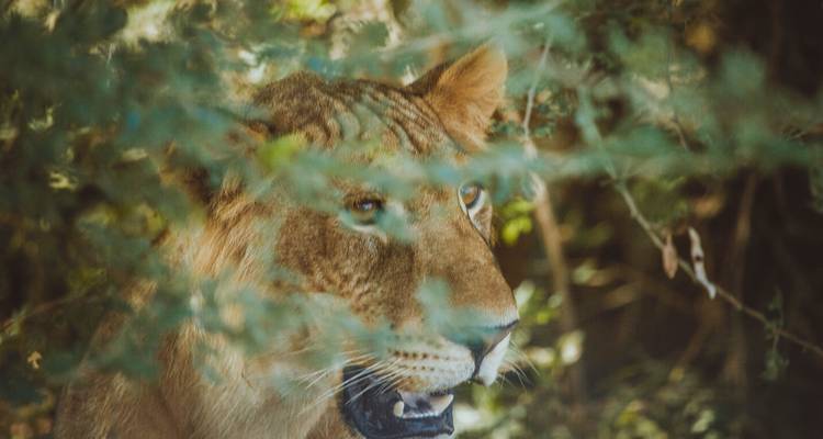 8 días por los mejores lugares de Uganda - GoExplore Safaris 2