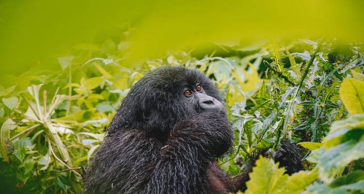 8 días por los mejores lugares de Uganda - GoExplore Safaris 4