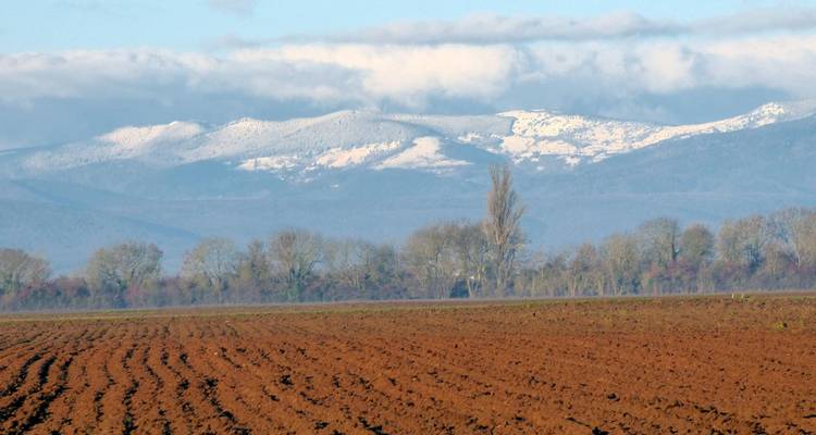 Champ labouré avec des montagnes enneigées au loin.