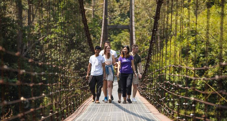 Hikers cross a narrow suspension bridge amidst dense jungle foliage.
