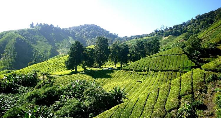Green terraced plantations in Cameron Highlands.
