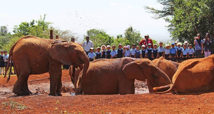 Visite guidée d'une journée au Centre des girafes, à l'Orphelinat des éléphants et aux Bomas du Kenya à Nairobi - Gracepatt Ecotours Kenya 6