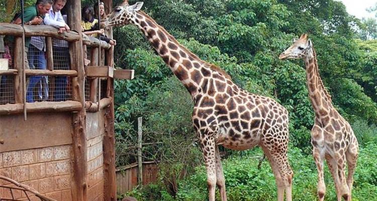 Visite guidée d'une journée au Centre des girafes, à l'Orphelinat des éléphants et aux Bomas du Kenya à Nairobi - Gracepatt Ecotours Kenya 10