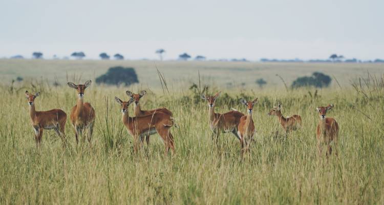 10 días lo mejor de la perla de África - GoExplore Safaris 3