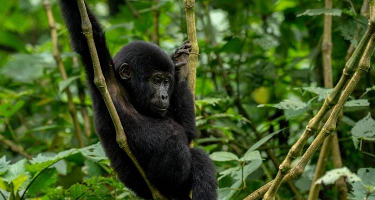 10 días lo mejor de la perla de África - GoExplore Safaris 4