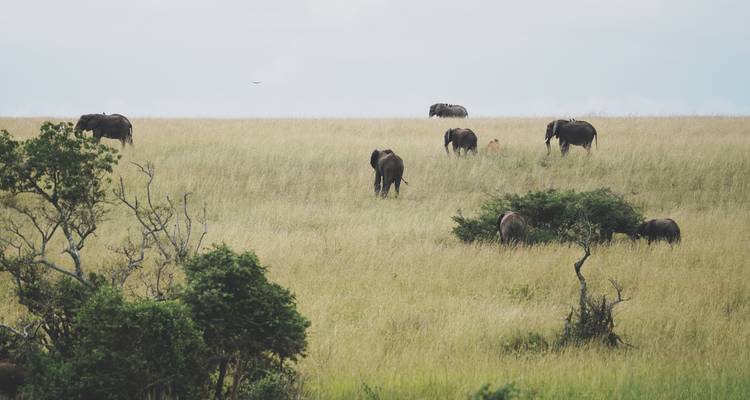 12 Days Traverse Uganda's Wildlands - GoExplore Safaris 2