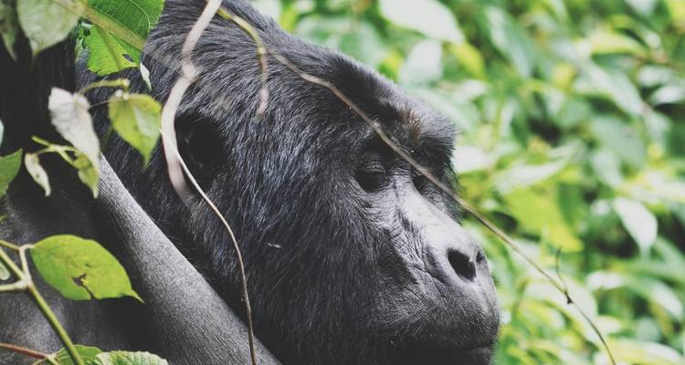 12 Days Traverse Uganda's Wildlands - GoExplore Safaris 3