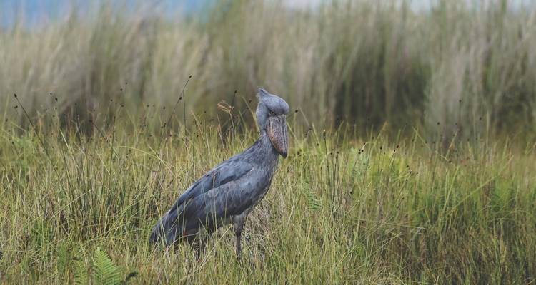 12 Days Traverse Uganda's Wildlands - GoExplore Safaris 4