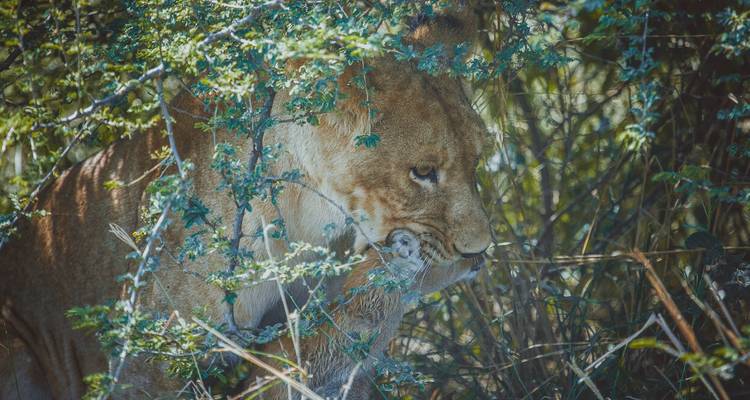 Odyssée ougandaise de 15 jours - GoExplore Safaris 2
